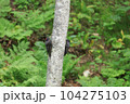 クマゲラ 104275103