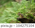 シマリス 104275104