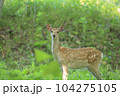エゾシカ 104275105
