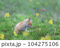 キタキツネ 104275106