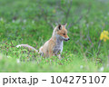キタキツネ 104275107