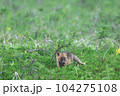 キタキツネ 104275108