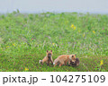キタキツネ 104275109