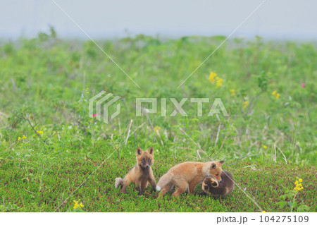 キタキツネ キタキツネ 104275109