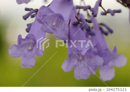 初夏に青紫色の花を咲かせるジャカランダ 初夏に青紫色の花を咲かせるジャカランダ 104275121