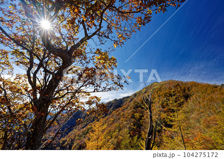 奥日光・阿世潟峠付近から見る紅葉の社山稜線 奥日光・阿世潟峠付近から見る紅葉の社山稜線 104275172