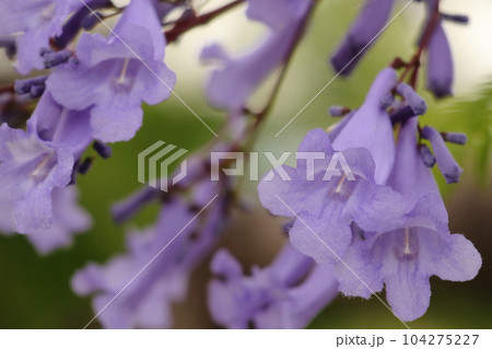 初夏に青紫色の花を咲かせるジャカランダ 初夏に青紫色の花を咲かせるジャカランダ 104275227
