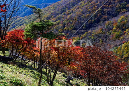 奥日光・半月山稜線から見る紅葉の山並み 104275445