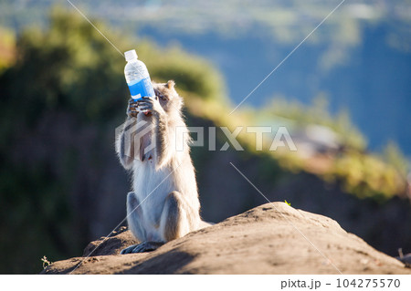 Monkey with a bottle in its paws on the mountain 104275570