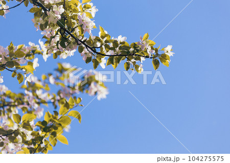 Blooming apple tree branches with white flowers Blooming apple tree branches with white flowers 104275575