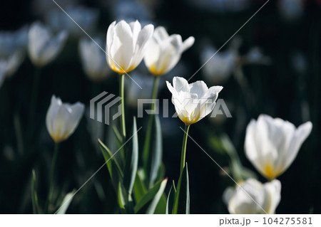 Beautiful white tulips flowerbed closeup. Flower background 104275581