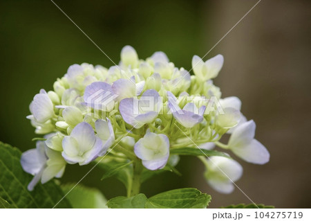 淡い色合いのアジサイ 104275719