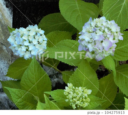 キラキラと光るアジサイの花たちを撮影しました。 キラキラと光るアジサイの花たちを撮影しました。 104275913
