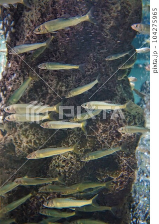 アユ　鮎　香魚　年魚　銀口魚 104275965