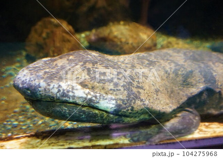 チュウゴクオオサンショウウオ　シナハンザキ　タイリクオオサンショウウオ 104275968