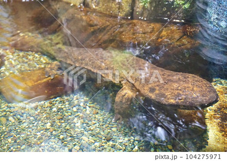 オオサンショウウオ 大山椒魚 オオサンショウウオ 大山椒魚 104275971