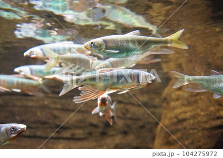 オイカワ　追河　淡水魚　魚　ヤマベ　ハエ 104275972
