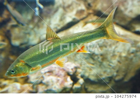 ウグイ 鯎 石斑魚 ハヤ ウグイ 鯎 石斑魚 ハヤ 104275974
