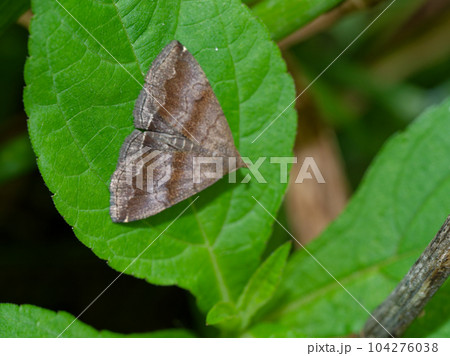 昆虫採集　ヤガ科オオシラナミアツバ 104276038