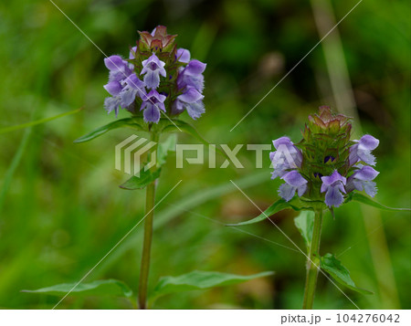薬用植物ウツボグサの花 薬用植物ウツボグサの花 104276042