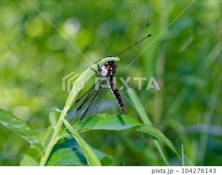 透明な翅と長い触覚を持つウスバカゲロウ科オオツノトンボ 104276143