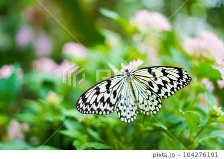 沖縄県の蝶 オオゴマダラ 沖縄県の蝶 オオゴマダラ 104276191