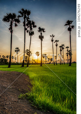 sugar palm 104276249