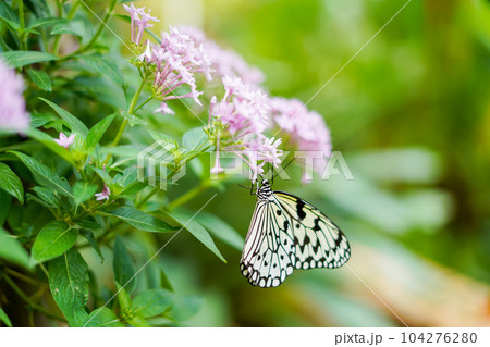 沖縄県の蝶　オオゴマダラ 104276280