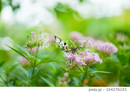 沖縄県の蝶 オオゴマダラ 沖縄県の蝶 オオゴマダラ 104276285