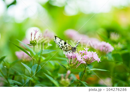 沖縄県の蝶　オオゴマダラ 104276286