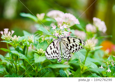 沖縄県の蝶 オオゴマダラ 沖縄県の蝶 オオゴマダラ 104276290