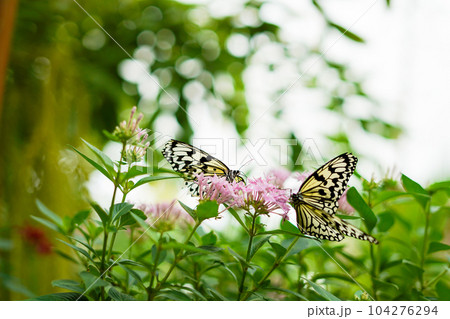 沖縄県の蝶　オオゴマダラ 104276294