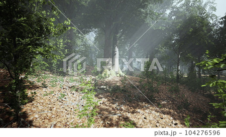 Rays of sunlight and Green Forest Rays of sunlight and Green Forest 104276596