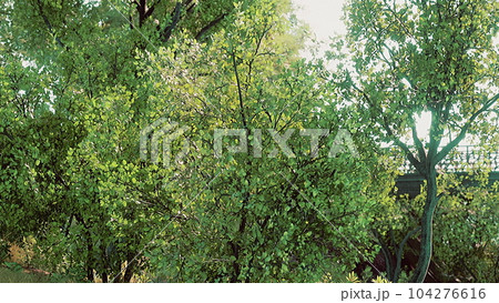 scenic lake in the summer park 104276616