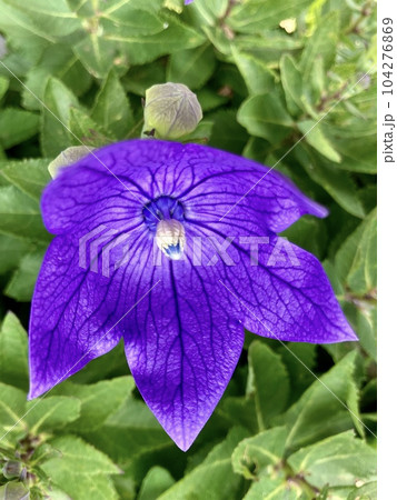 桔梗の花クローズアップ 104276869
