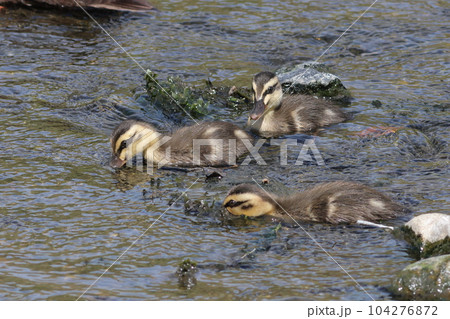 カルガモのヒナ 食事 カルガモのヒナ 食事 104276872