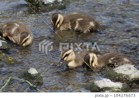 カルガモのヒナ 食事 カルガモのヒナ 食事 104276873