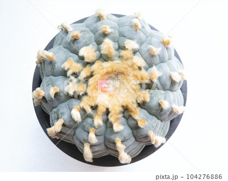 テキサーナ 104276886