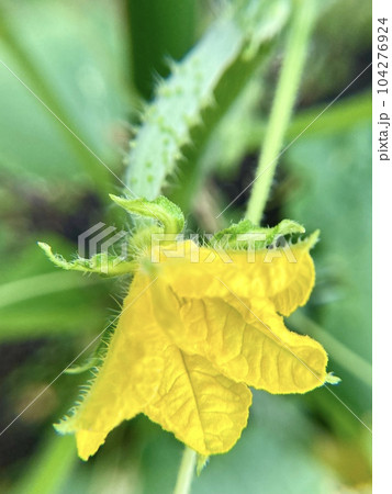 キュウリの雌花 104276924