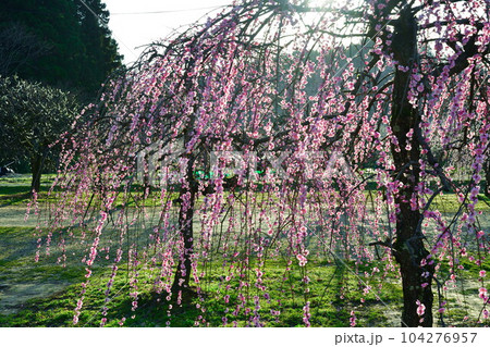 田上梅林公園（新潟県） 104276957