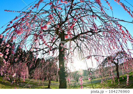 田上梅林公園(新潟県) 田上梅林公園(新潟県) 104276960