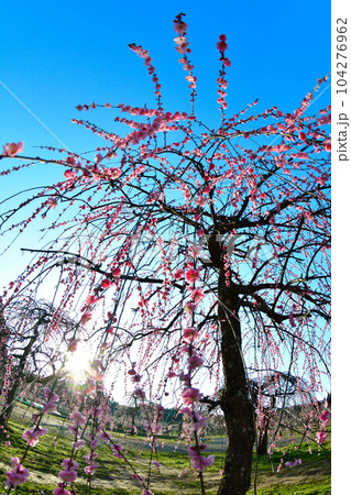 田上梅林公園(新潟県) 田上梅林公園(新潟県) 104276962