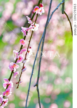 田上梅林公園(新潟県) 田上梅林公園(新潟県) 104276963
