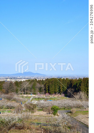 田上梅林公園(新潟県) 田上梅林公園(新潟県) 104276996