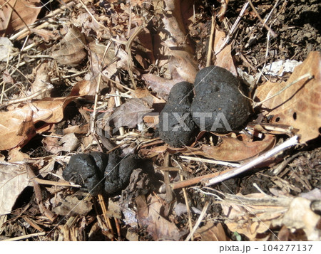 イノシシの糞（表丹沢・西山林道近く・神奈川県） 104277137