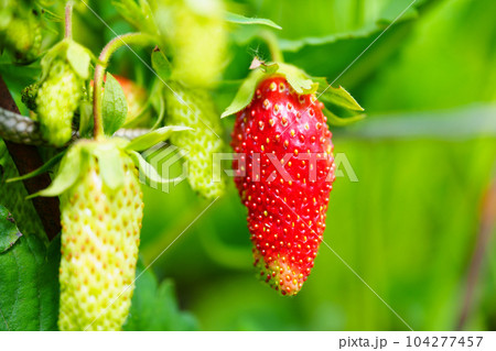 macro photography. unusual Strawberry close-up on the bush. macro photography. unusual Strawberry close-up on the bush. 104277457