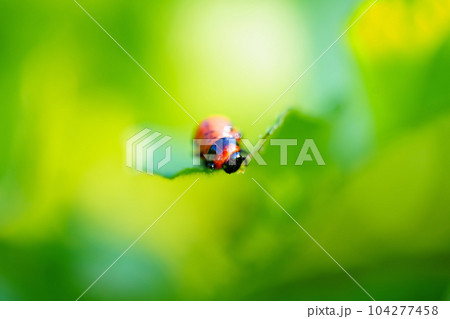 close-up. Macro photography of a Colorado potato beetle eating a potato leaf. close-up. Macro photography of a Colorado potato beetle eating a potato leaf. 104277458