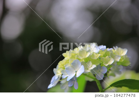 アジサイ 104277478