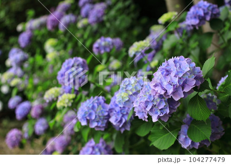 アジサイ 104277479