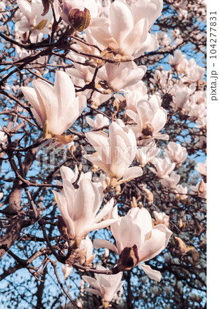 Beautiful magnolia tree blossoms in springtime. Jentle white magnolia flower against sky. Romantic floral background.. 104277831
